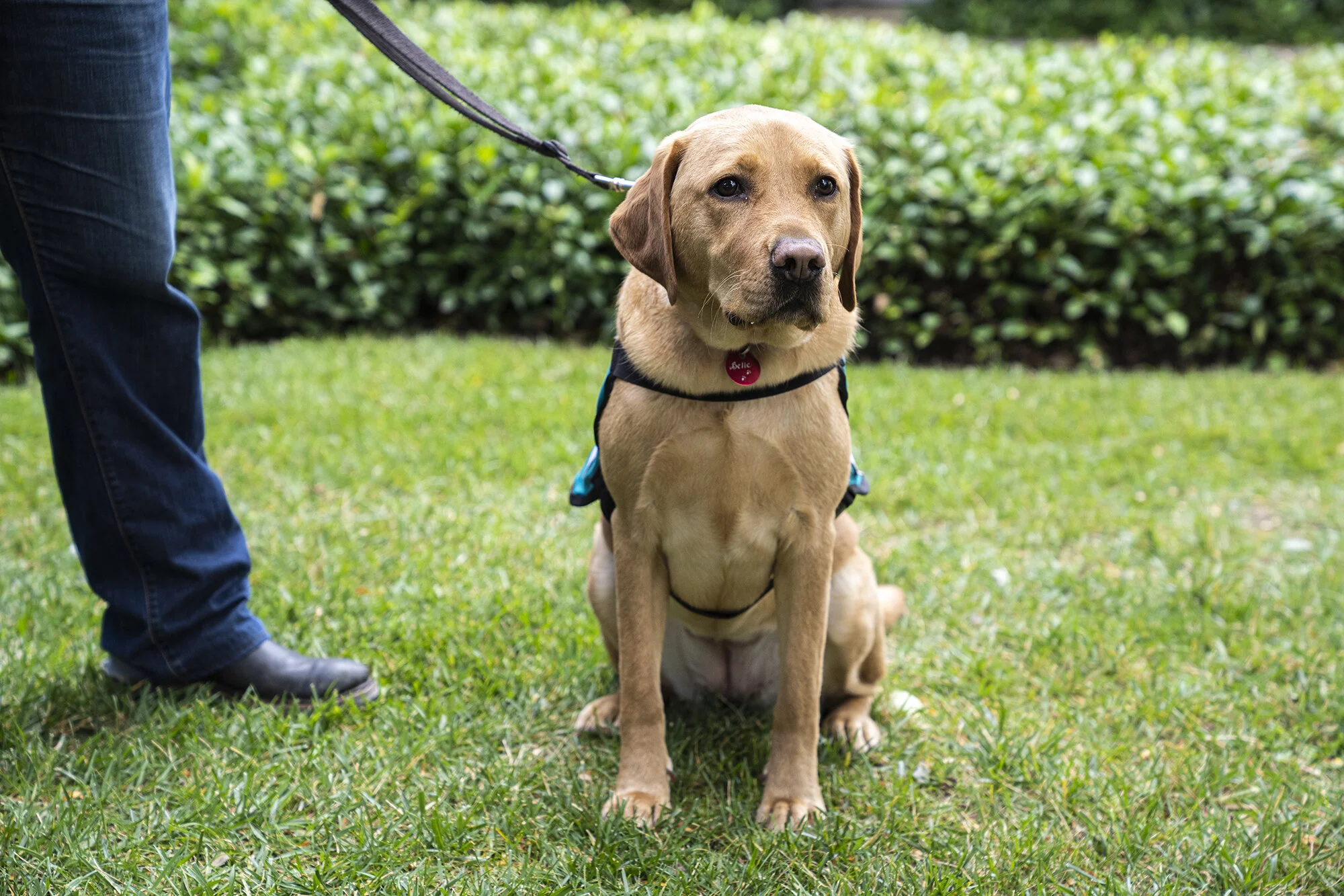 Psychiatric Assistance Dogs