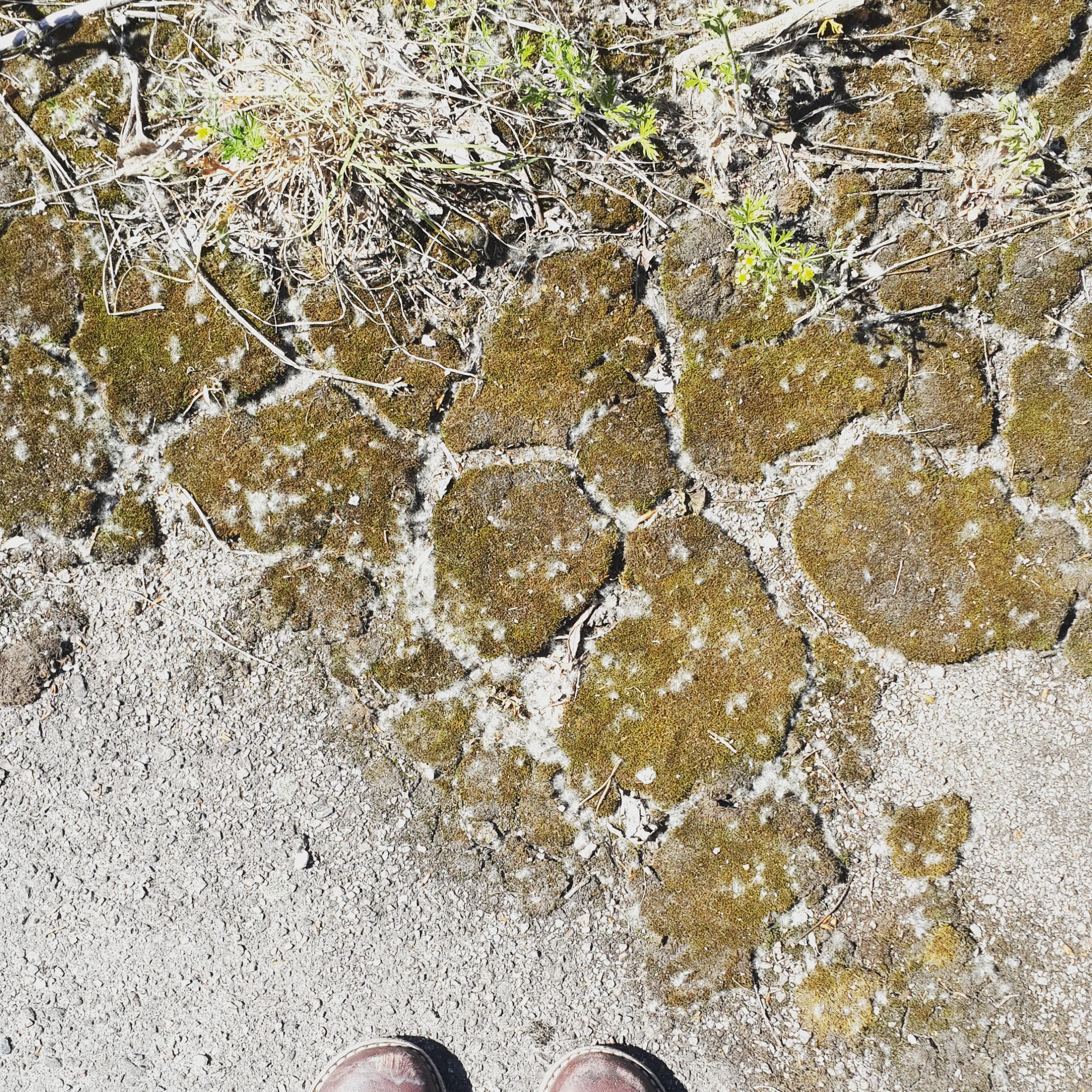 Rock, paper, scissors, moss, concrete.