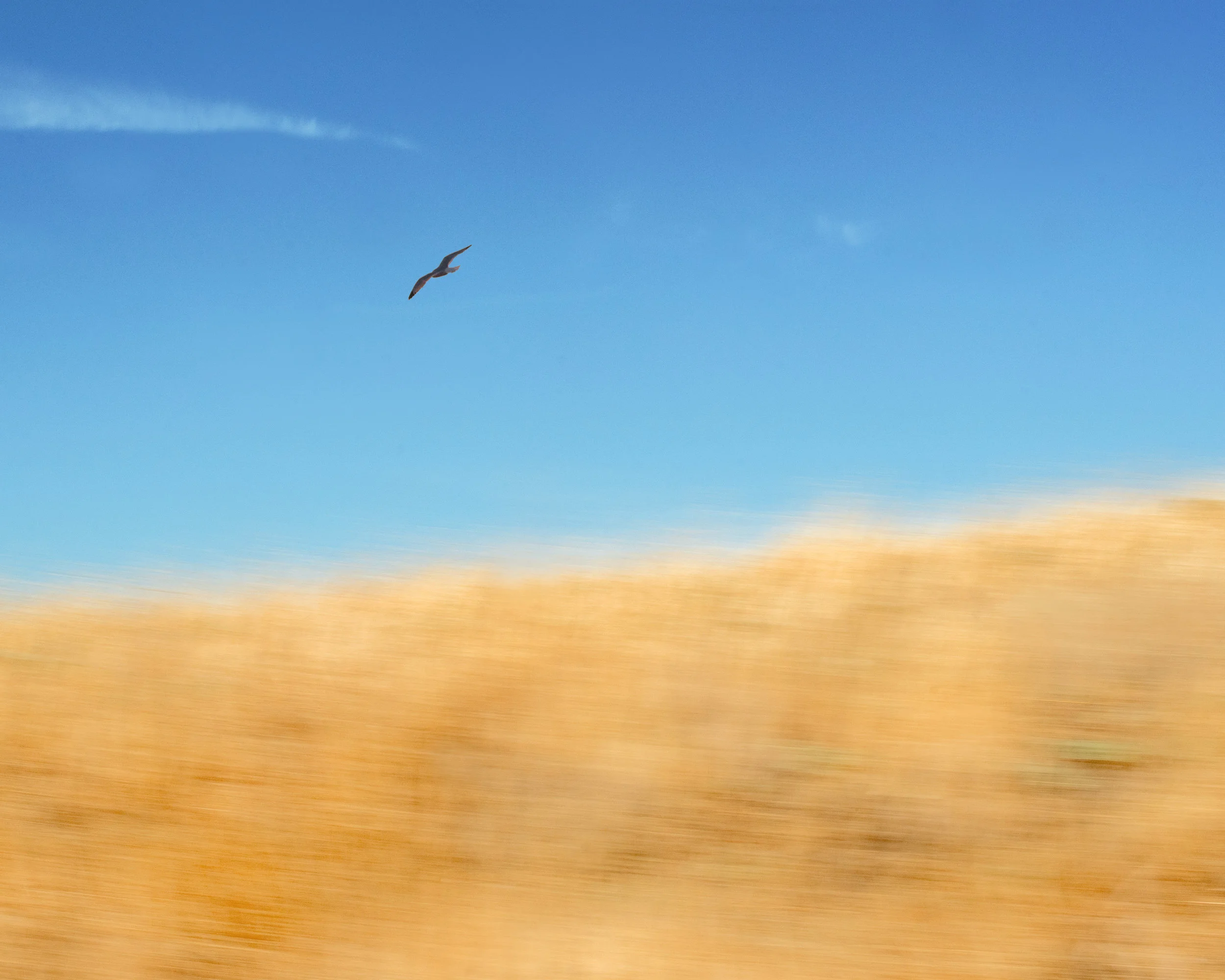 birddriving3.jpg