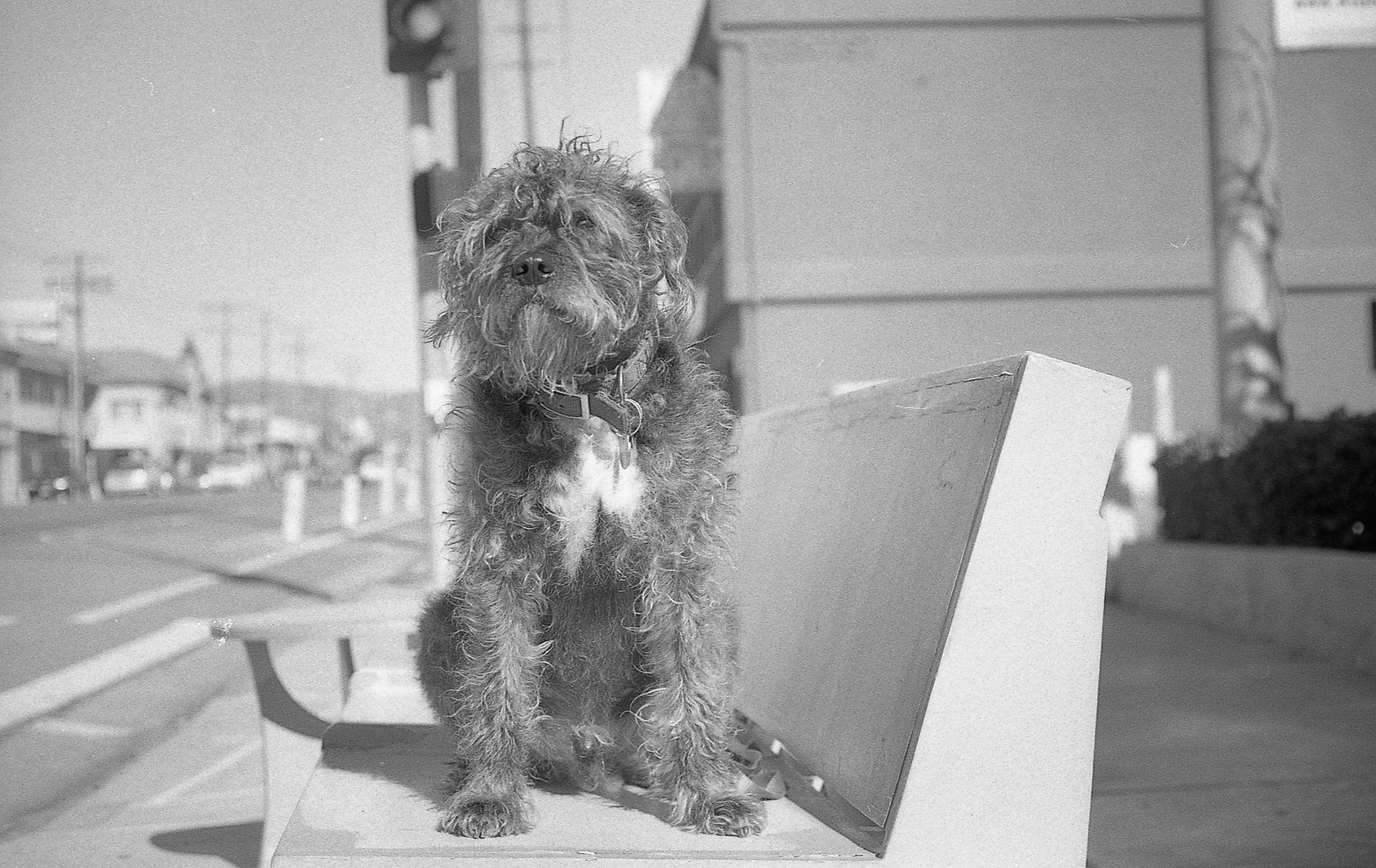 apx100 rodinal anscomark037.jpg