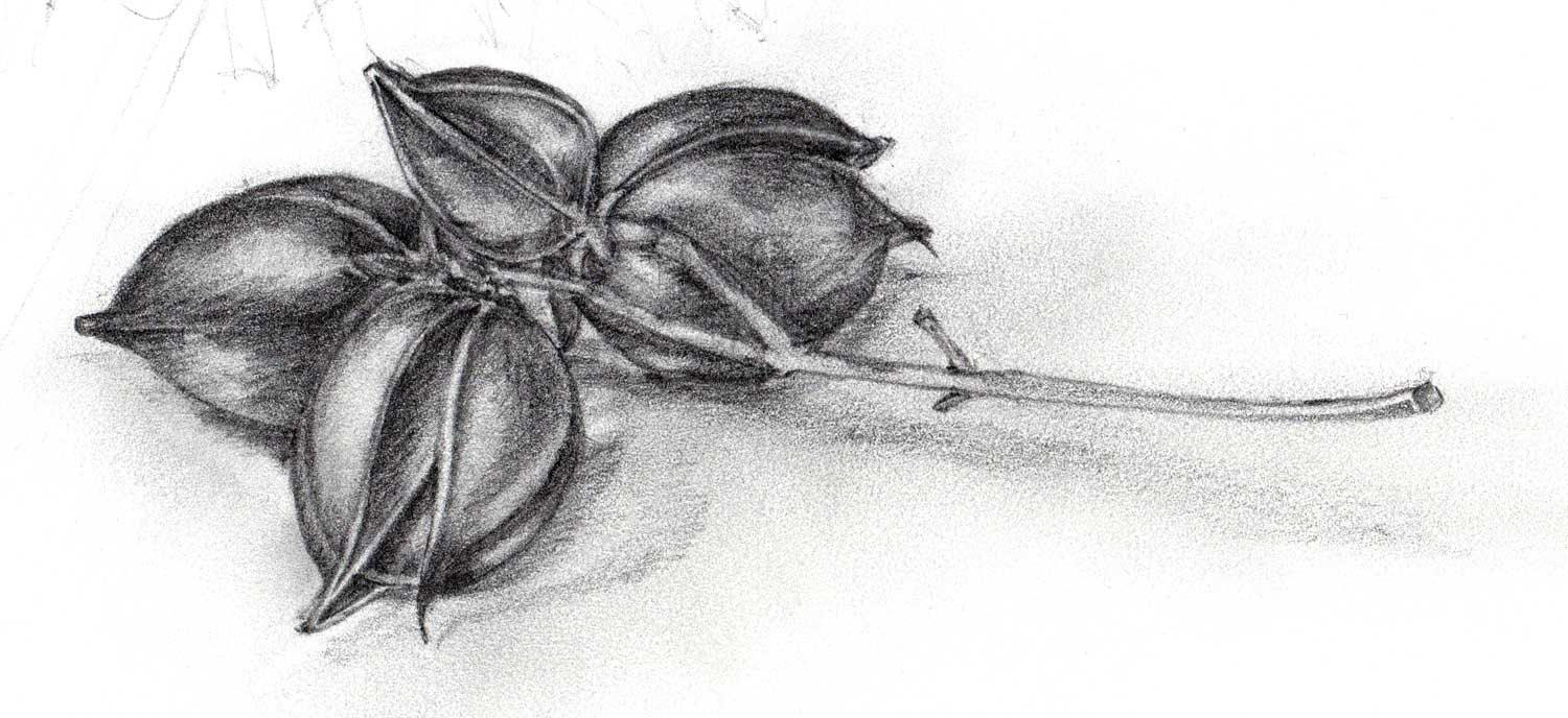 gallery_seedpods_ink.jpg