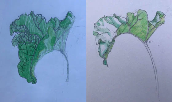 Rhubarb leaves. L's leaf left, my leaf right