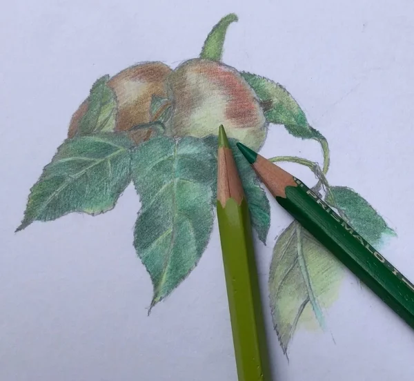 Espalier apples