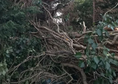 An unloved tree next to the allotments gives way.