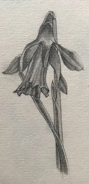 Daffodil