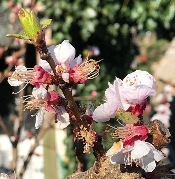 Stunning blossom