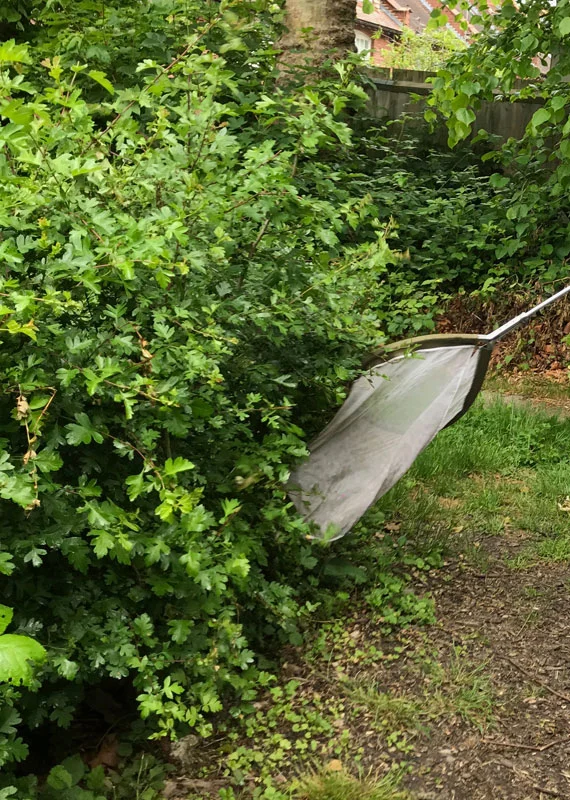 Sweeping for Bugs