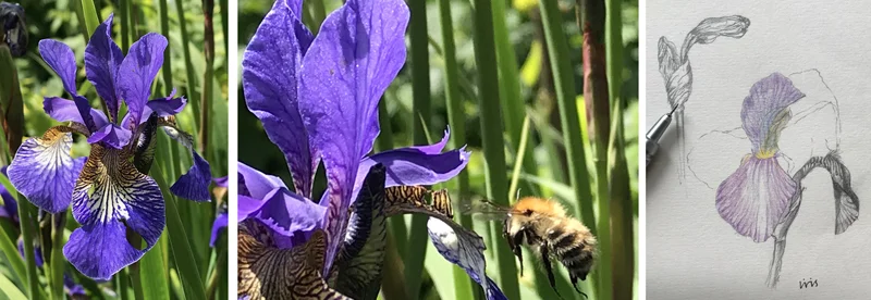 Wonderful iris flowers and yet more bees