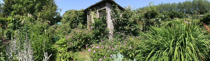 Summer has certainly arrived on the plots.
