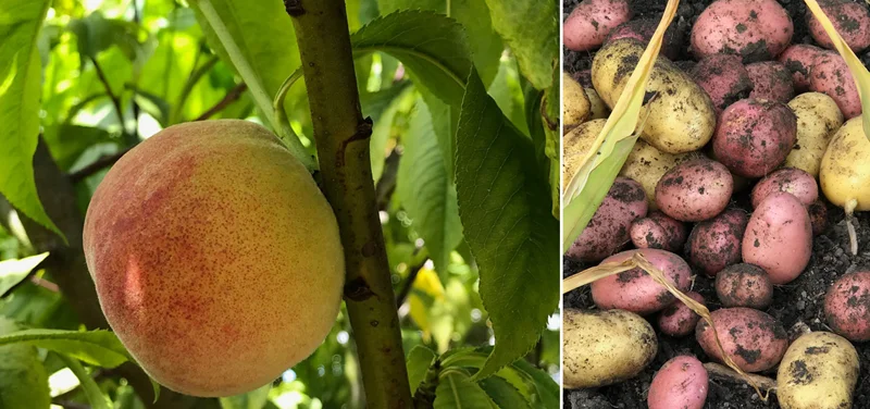 Peaches and spuds on the harvested on the same day