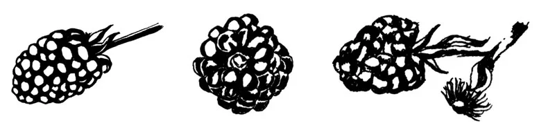 Blackberries ready to pick