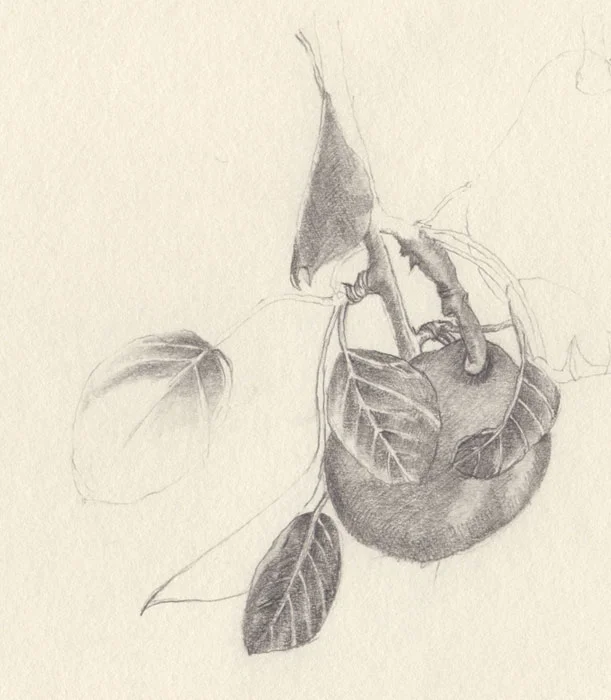 Pear