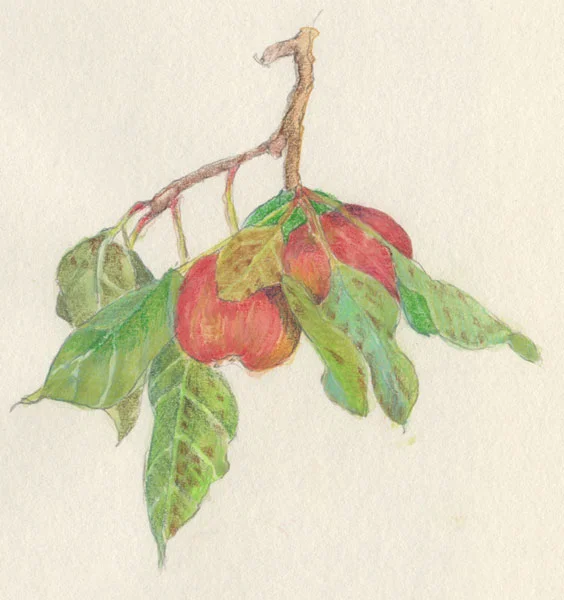 Apples