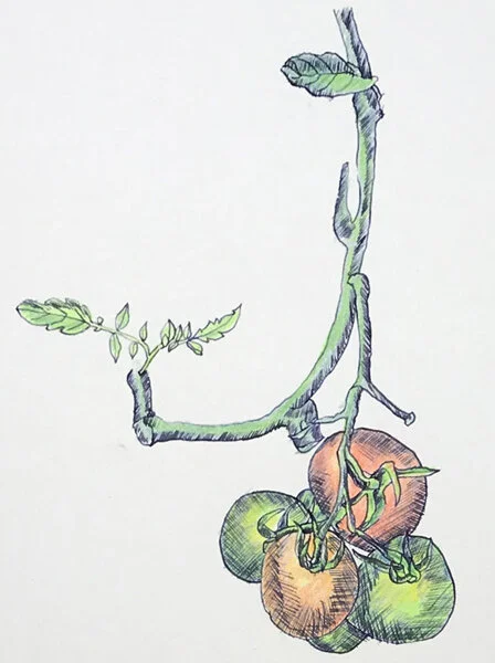 Ripening tomatoes