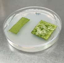 The first Living and Photosynthetic textile,UBC, 2018