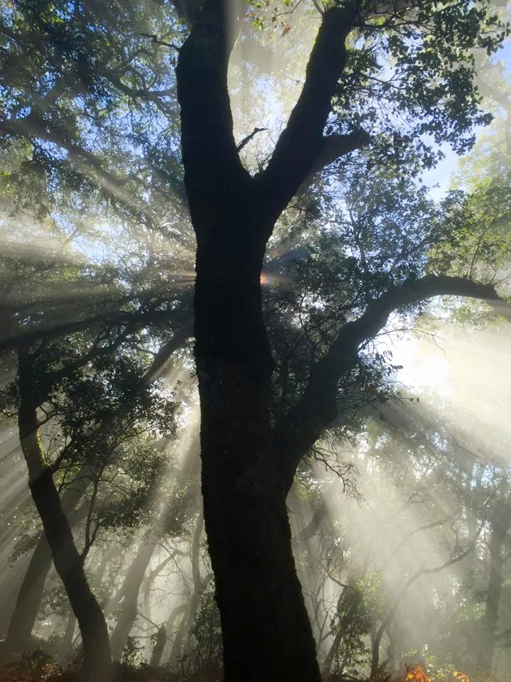 Fitch Mountain Beauty.jpg