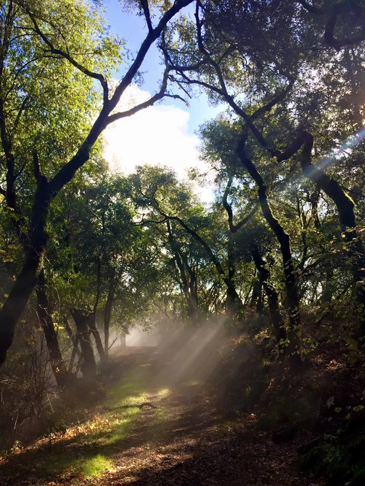 Fitch Mountain Trail.jpg