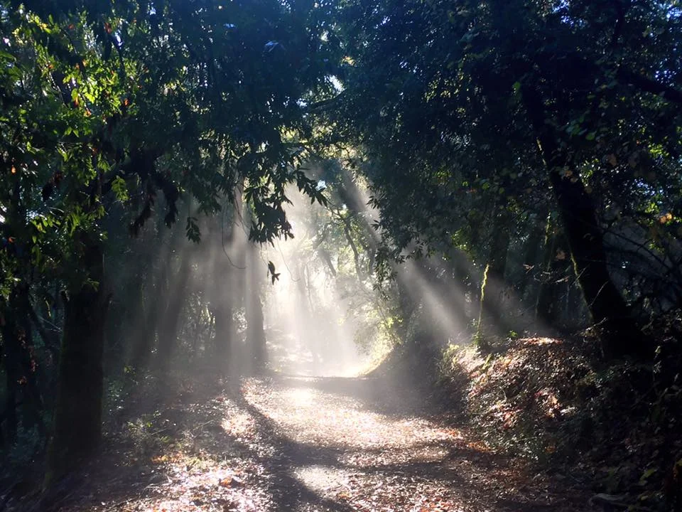 Fitch Mountain Trail2.jpg