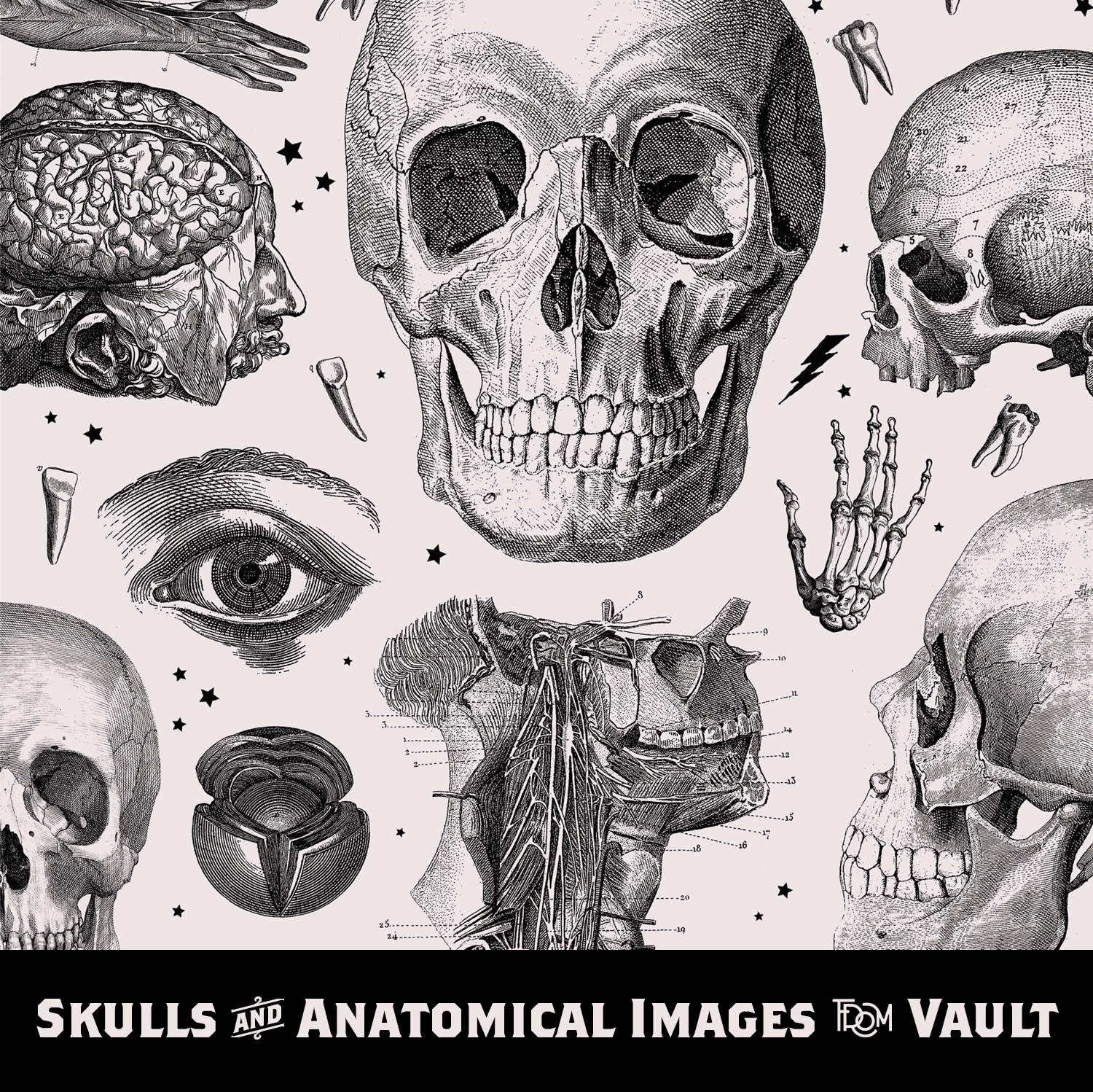 Skulls &amp; Anatomical Images