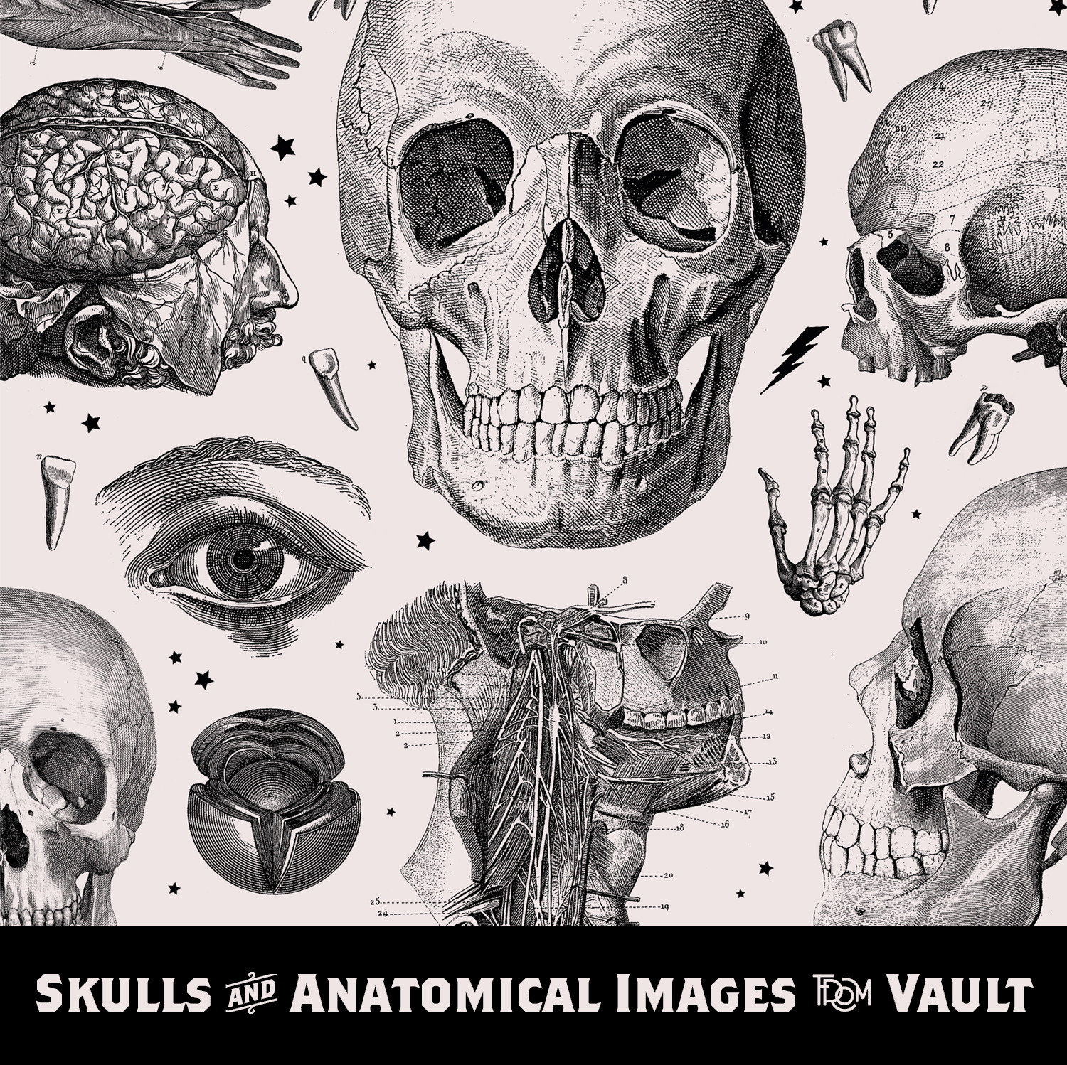 Skulls & Anatomical Images