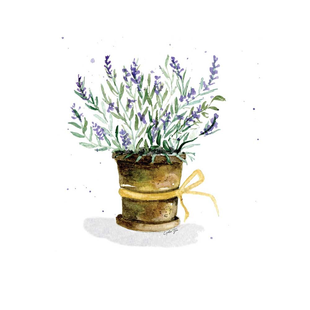 Pot-of-Lavender.jpg