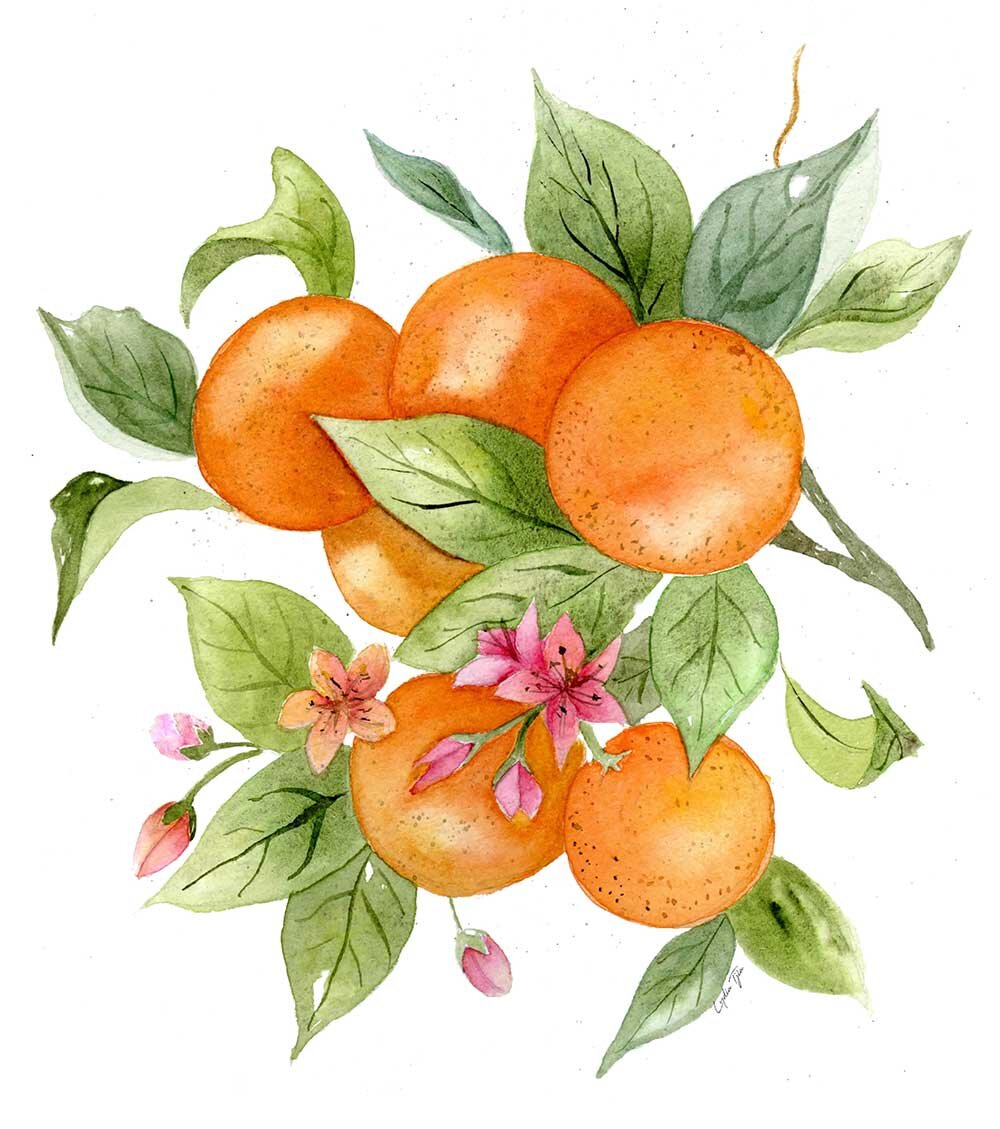Orange-Branch.jpg