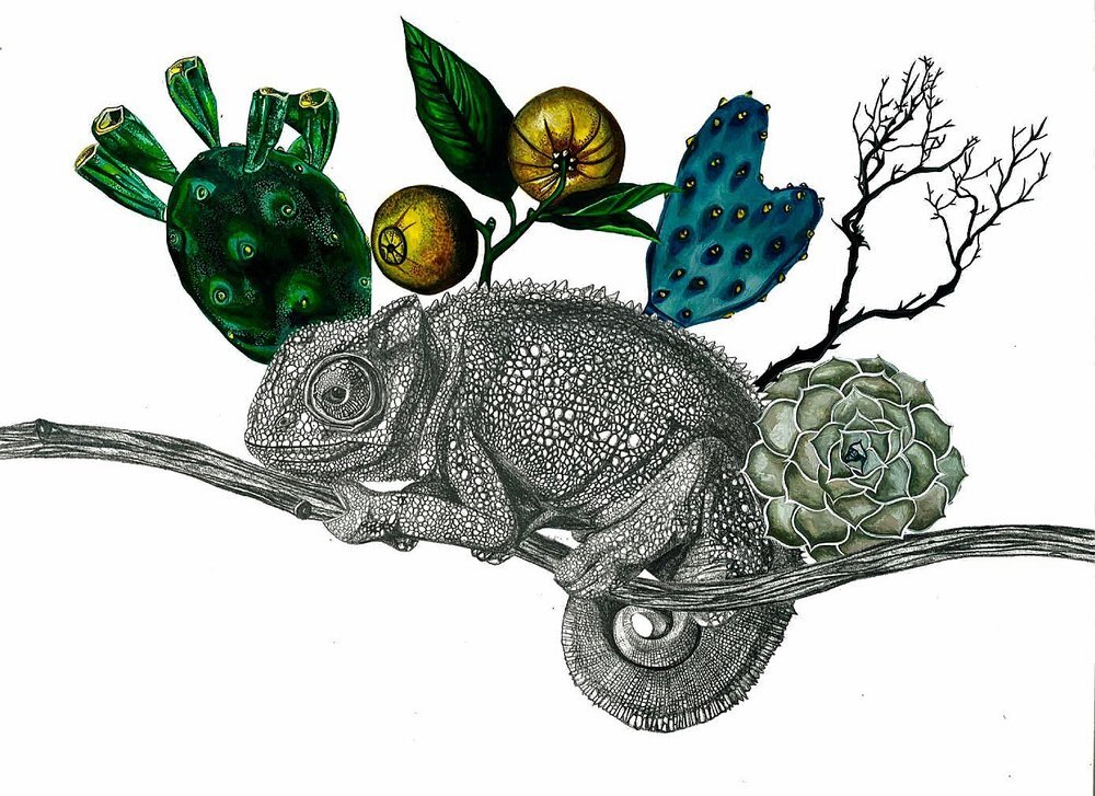 chameleon with succulents 2017.jpg