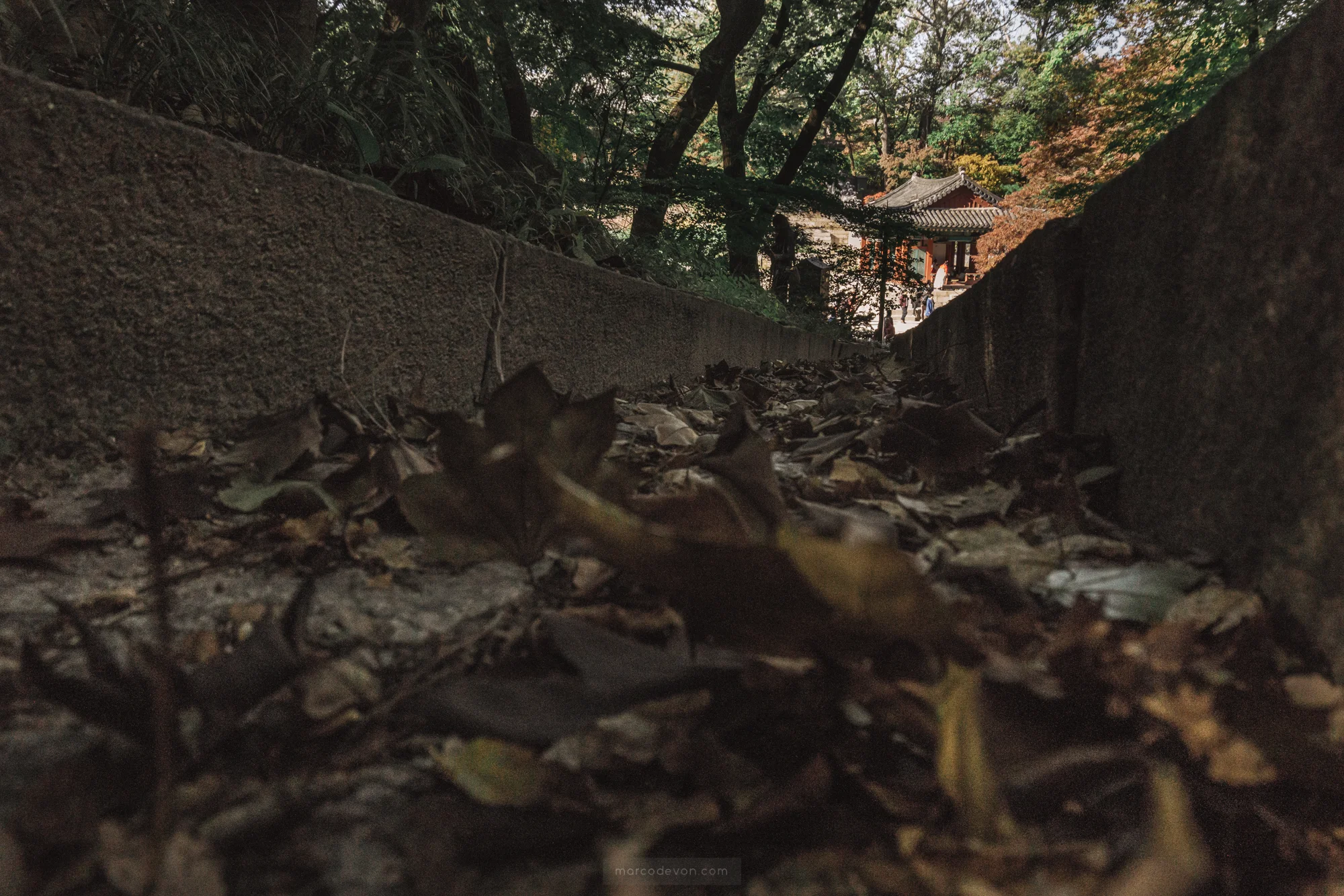 Autumn in South Korea | Seoul Photographer