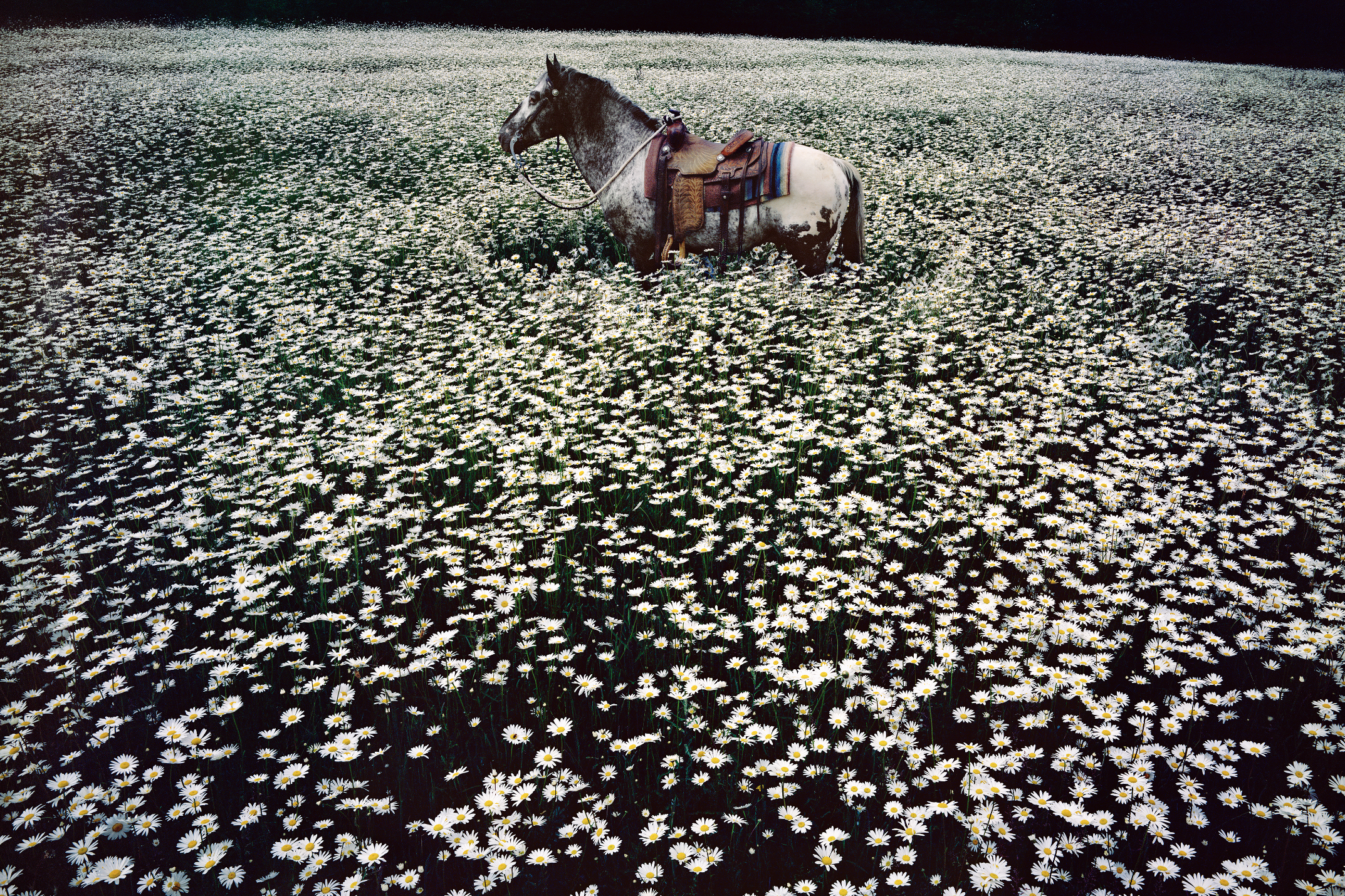 Linda McCartney. Lucky Spot in Daisy Field, Sussex, 1985. C-Type. Edition of 6 and 2 APs