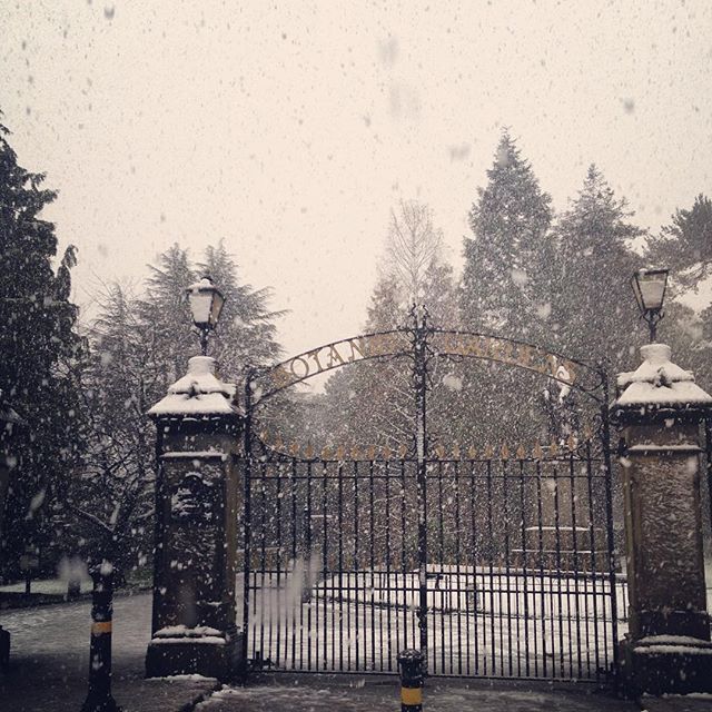 Today's snowy walk to the library. βοΈ