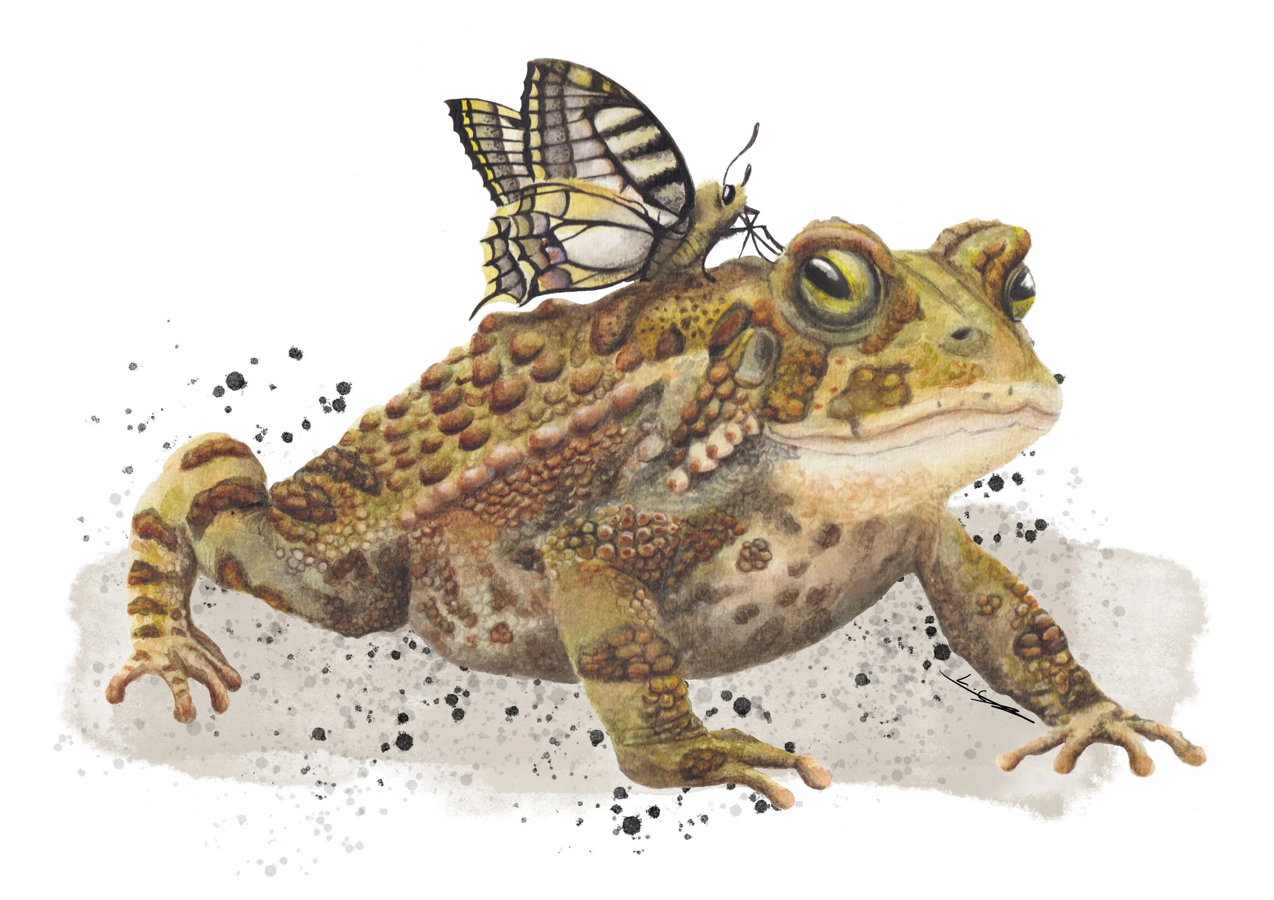 Toad A4.jpg