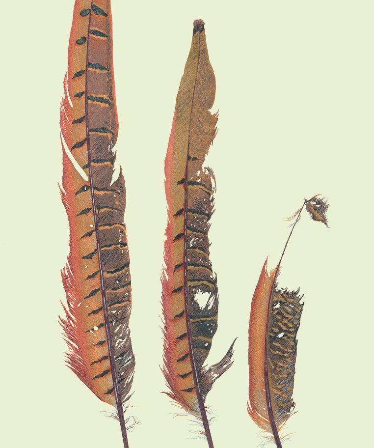 Jenny_Haslimeier_Brochure Image.jpg