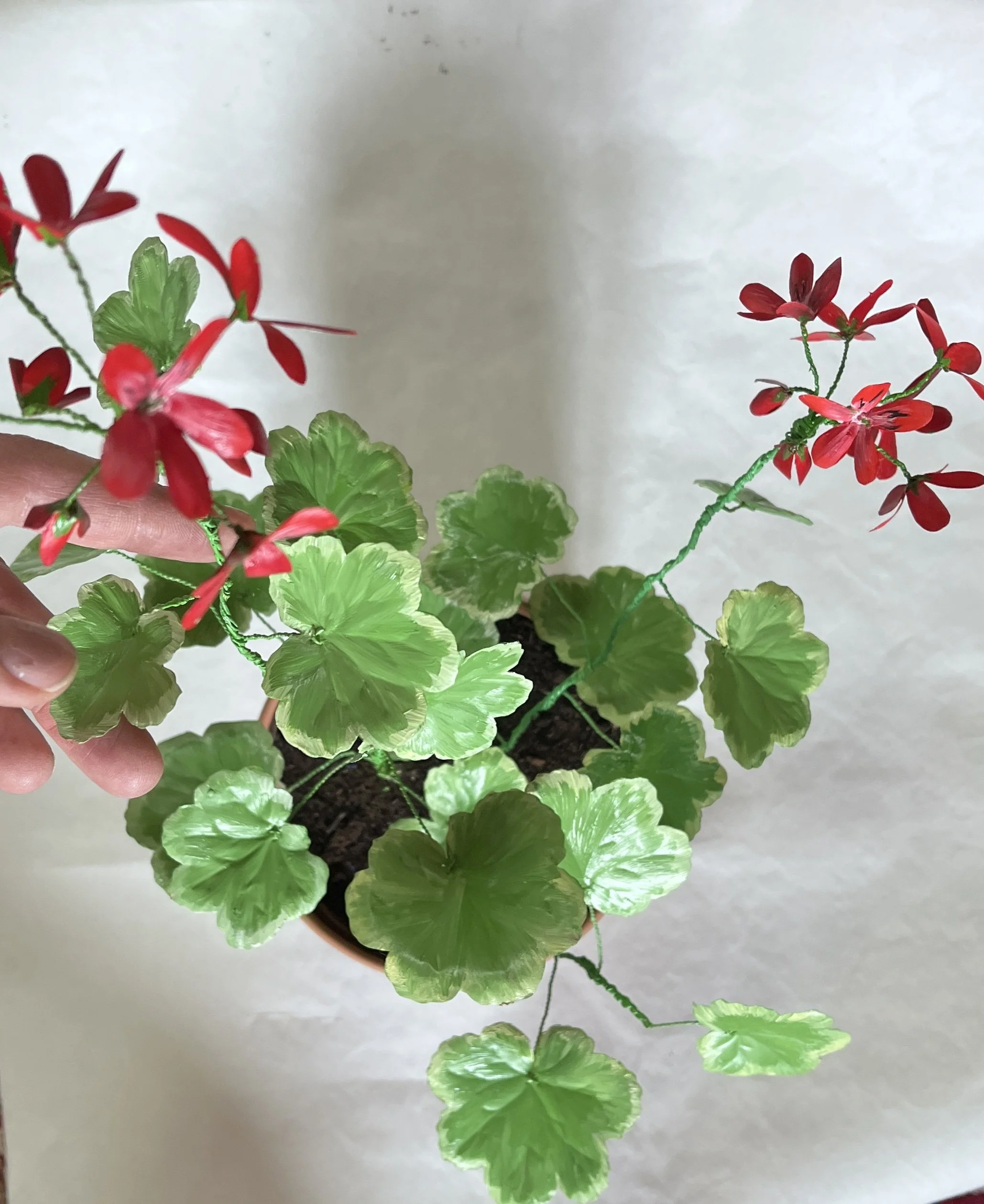 Fiona Mcdougall social meda2.JPG