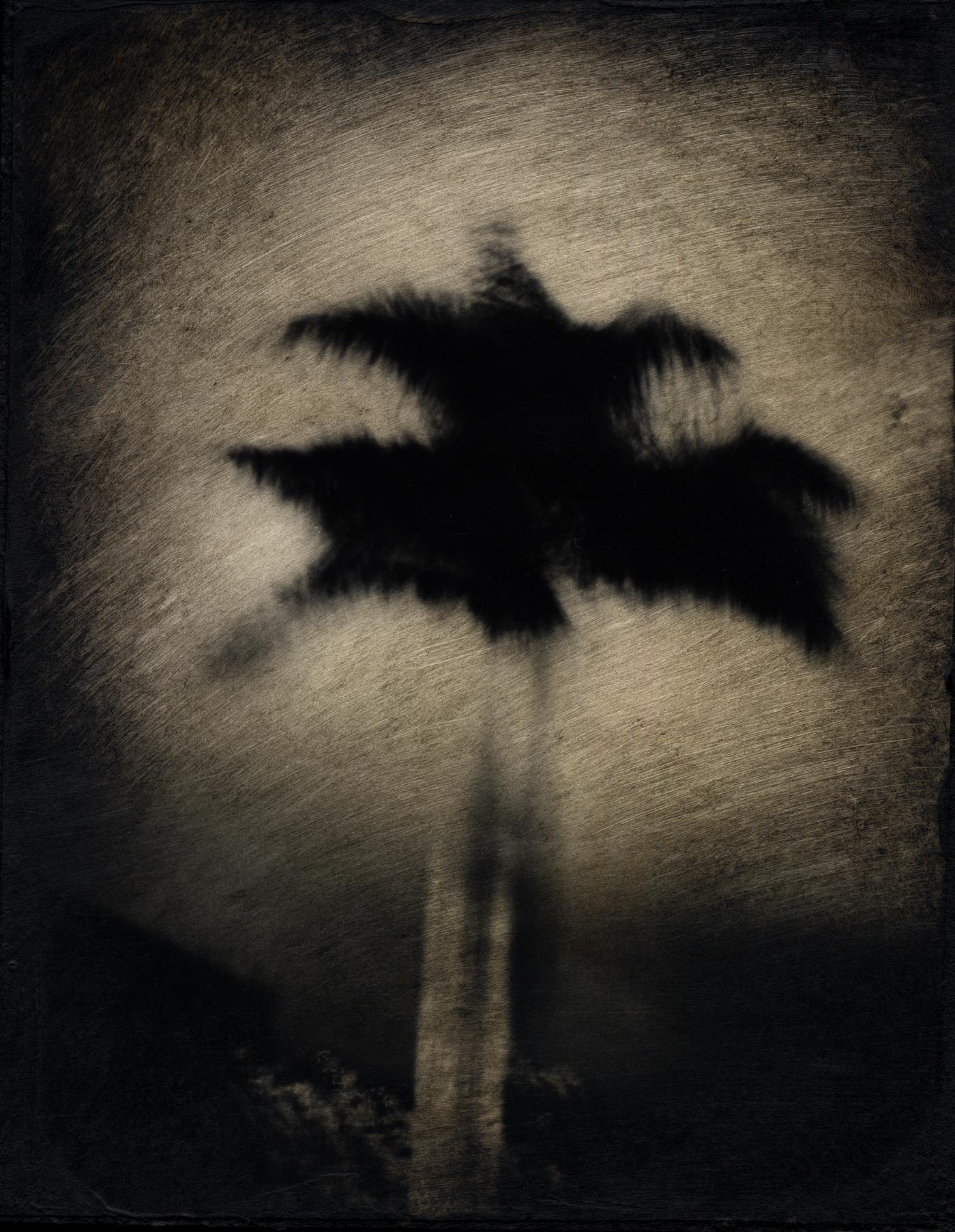 bora_tree_final-WEB.jpg
