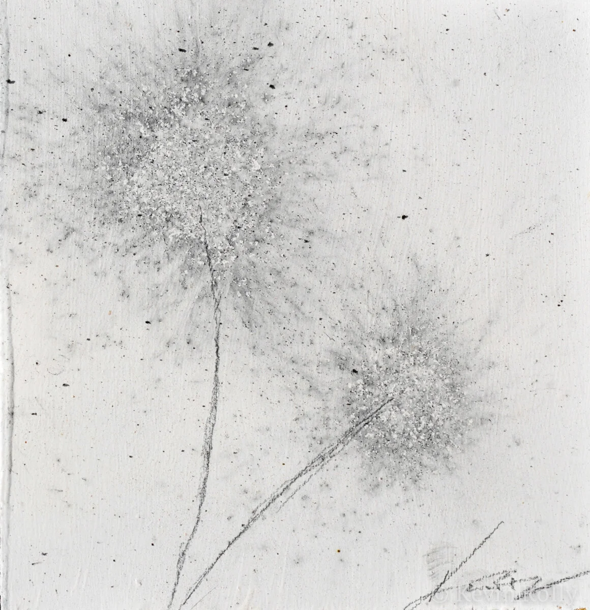 GUNPOWDER DANDELIONS #18 SOLD