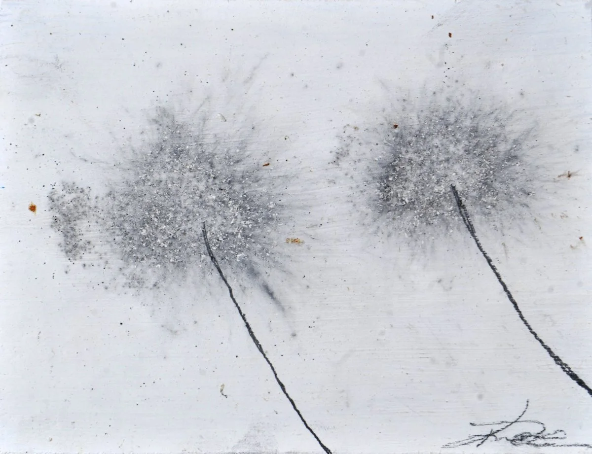 GUNPOWDER DANDELIONS - DELTA 14