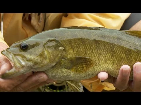 Crooked Creek Smallmouth - Duane Hada (Copy)