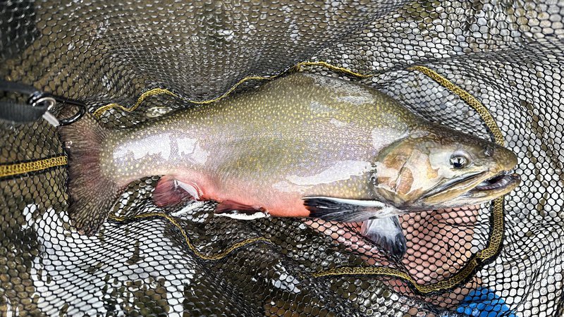 brook_trout__800x450_q85_crop_subsampling-2.jpeg
