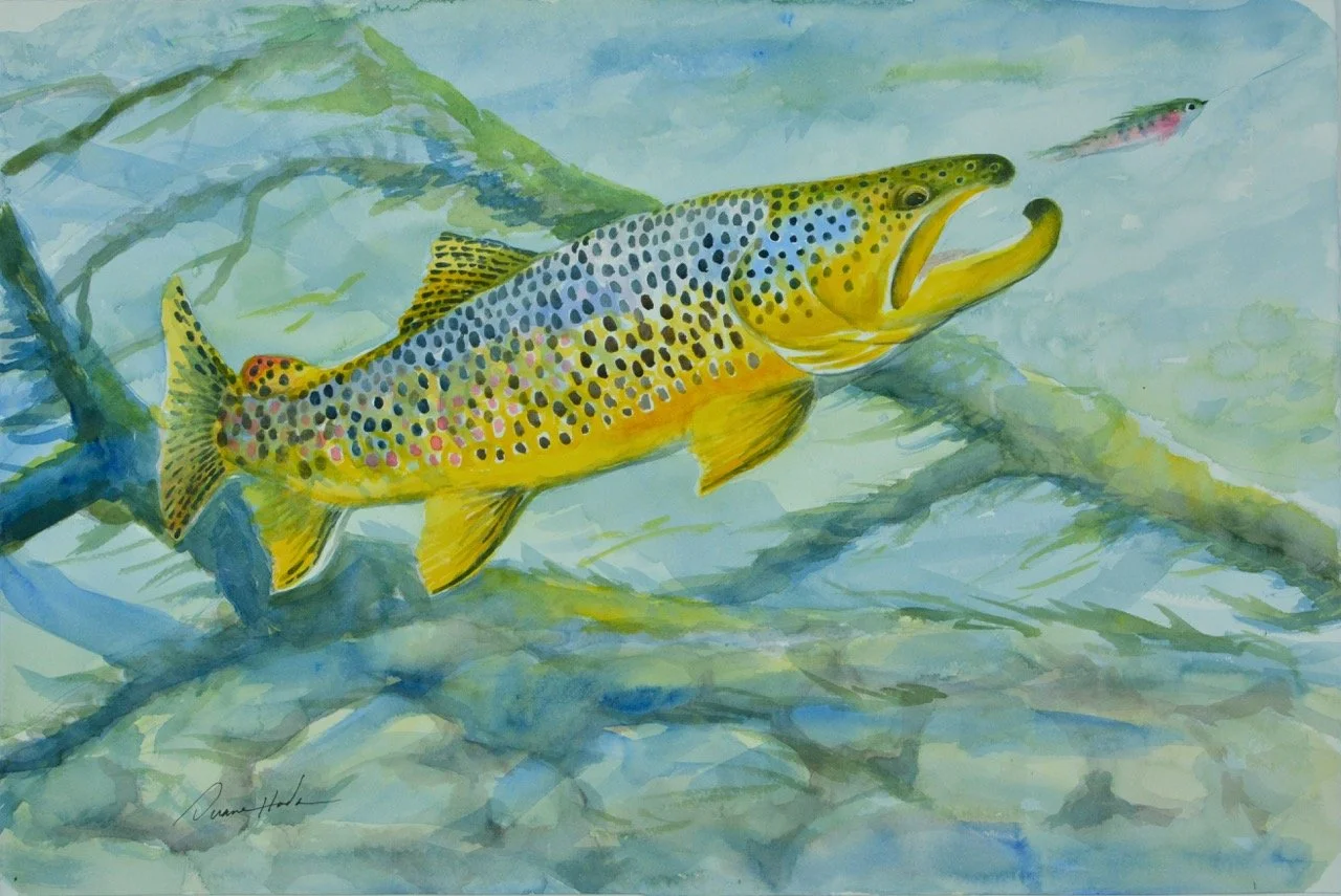 Brown on Streamer, watercolor  Large.jpeg