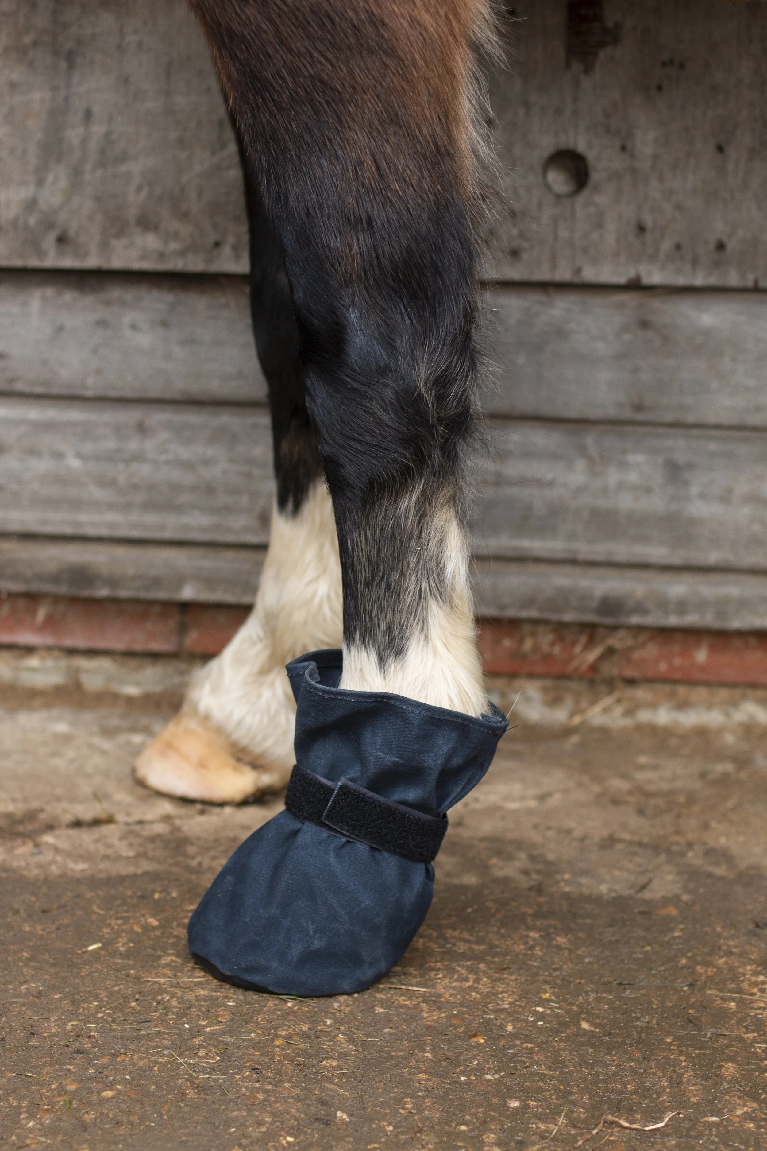poultice boot for horses