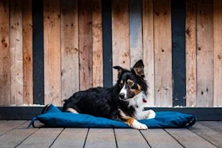 most durable dog crate mat