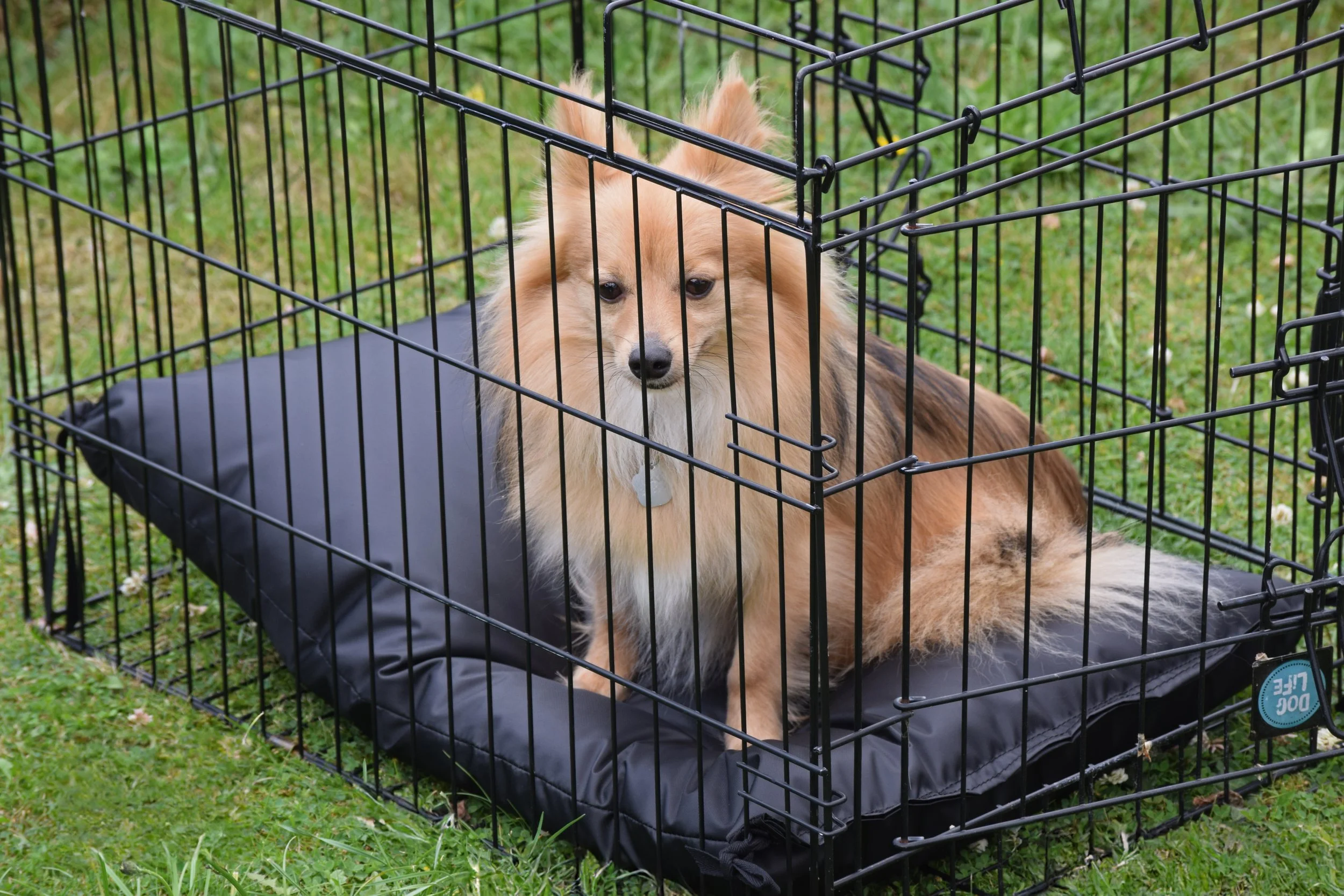 crate mats for dogs washable