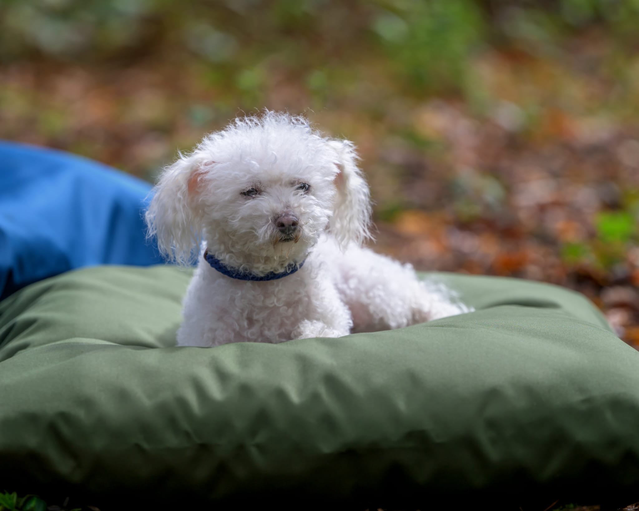 durable dog beds for large dogs