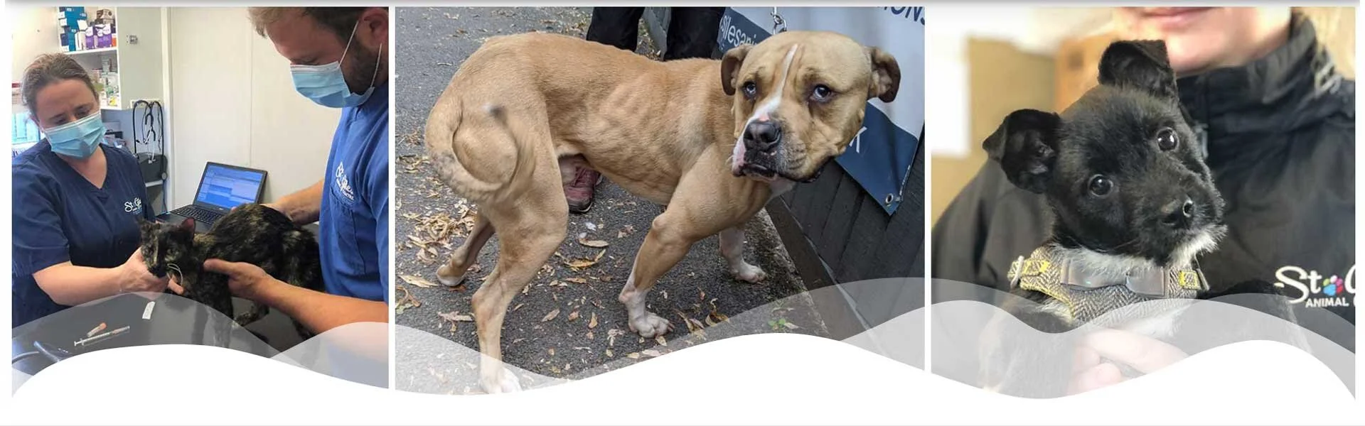 St Giles Animal Rescue — Your Charity Lottery