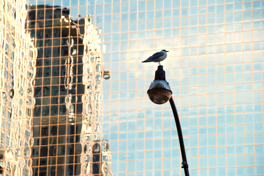 Bird on lamppost - 1 copy 2.jpg