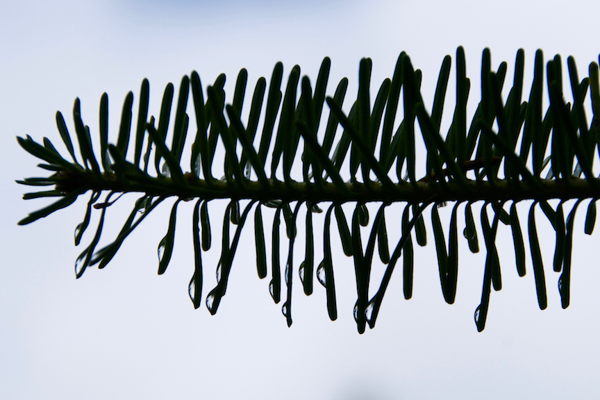 Pine cone with water drops - 1 copy 2.jpg