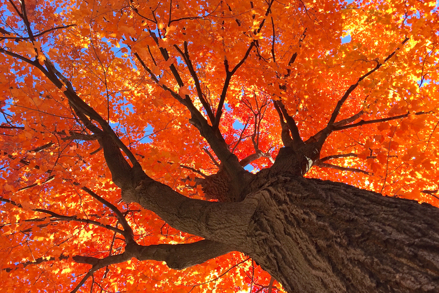 Tree on Fire - 2 - 1 copy 2.jpg