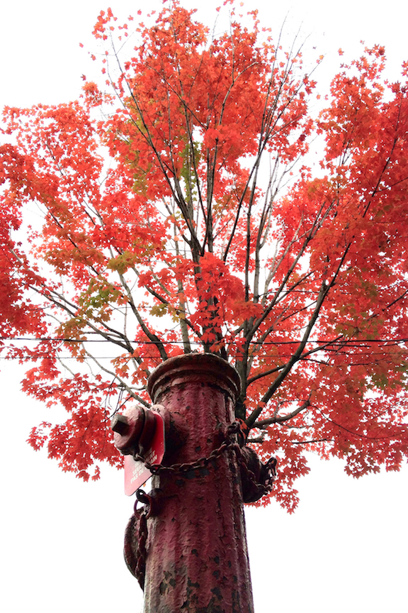 Hydrant and red tree - 1 copy 2.jpg