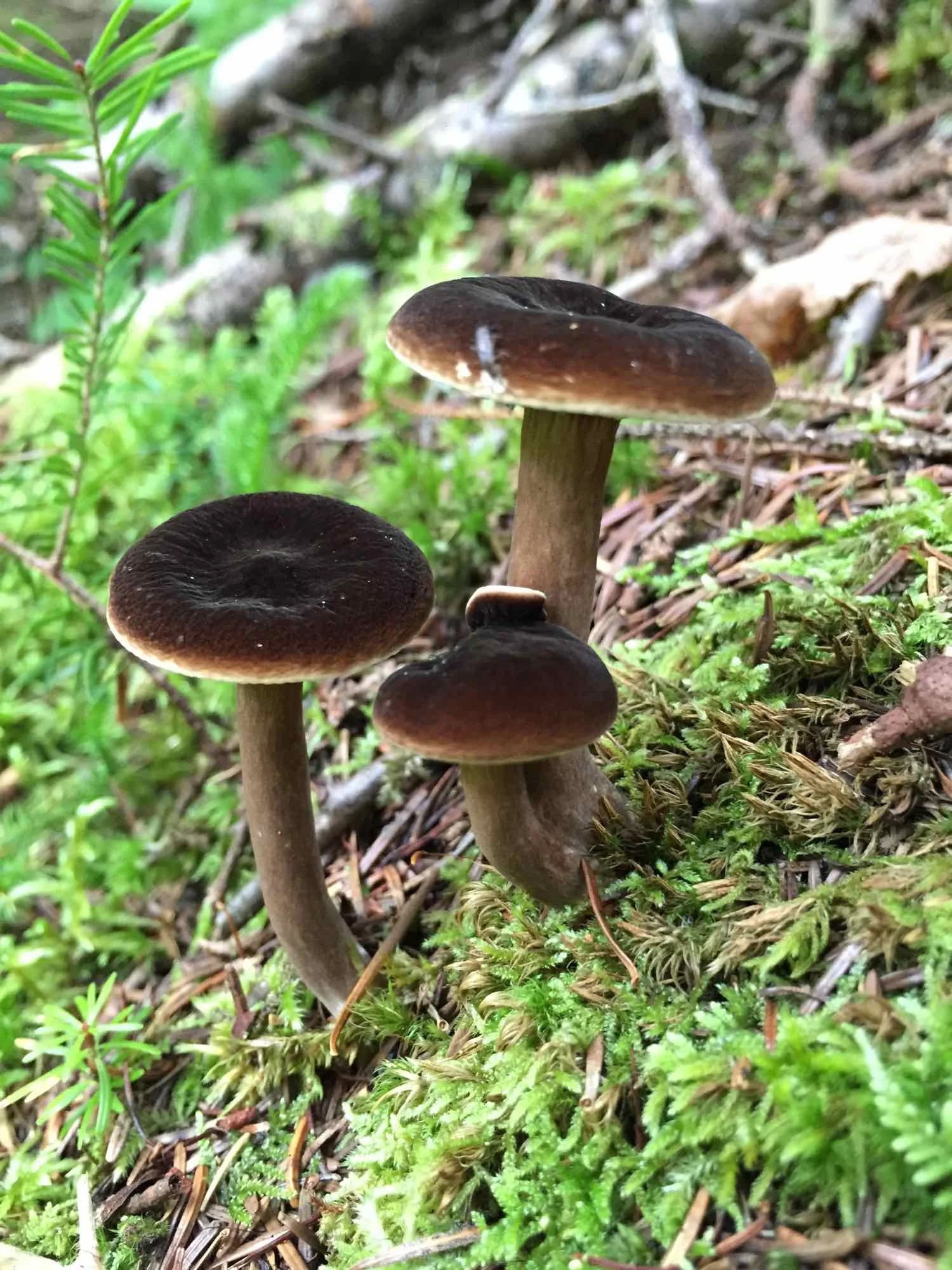 Forest_Mushrooms-Ezra_Soiferman - 12.jpg