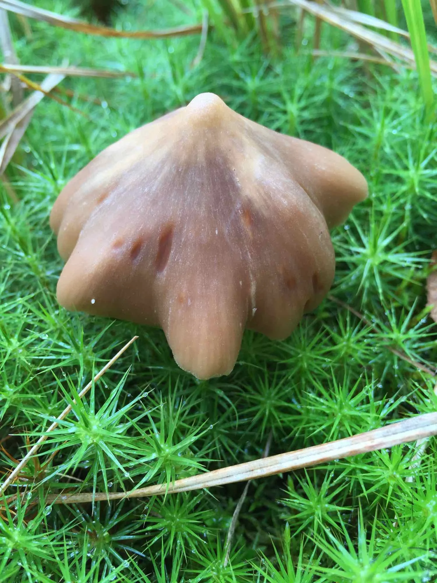 Forest_Mushrooms-Ezra_Soiferman - 16.jpg